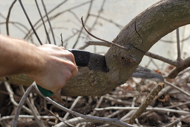 A branch being sawed off